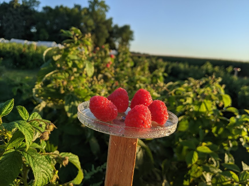 Raspberries used for monitoring spotted-wing drosophila infestation in the field.
