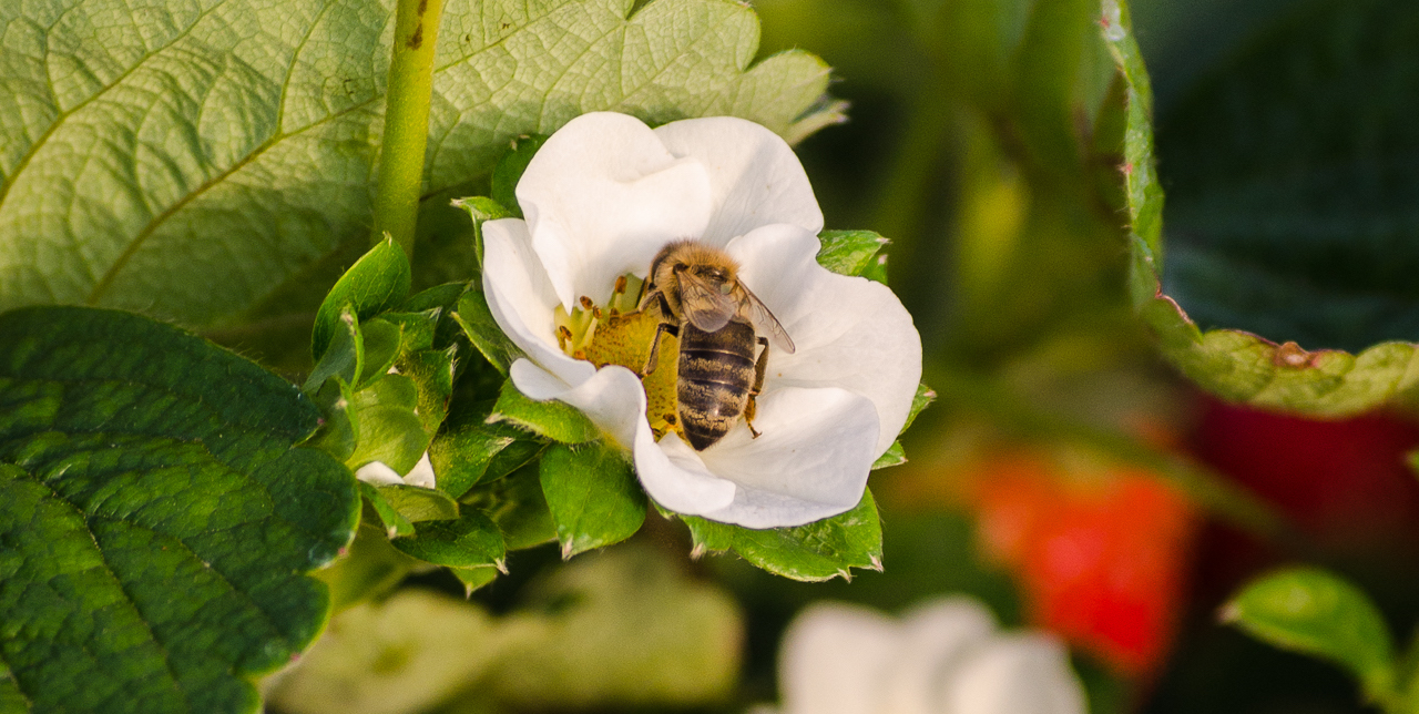 honeybee on strawberry flower