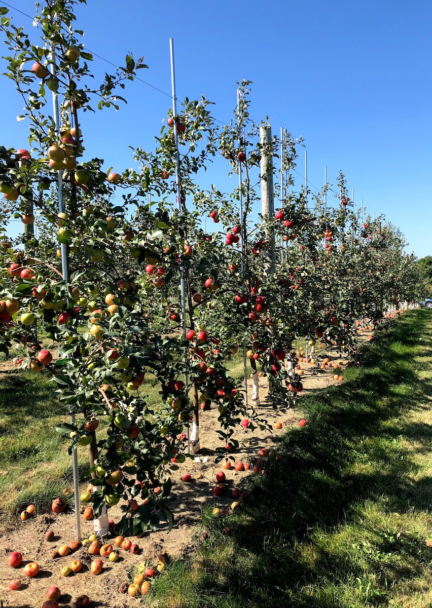 Image of apple orchard with Honeycrisp apple trees grafted on dwarfing rootstocks.