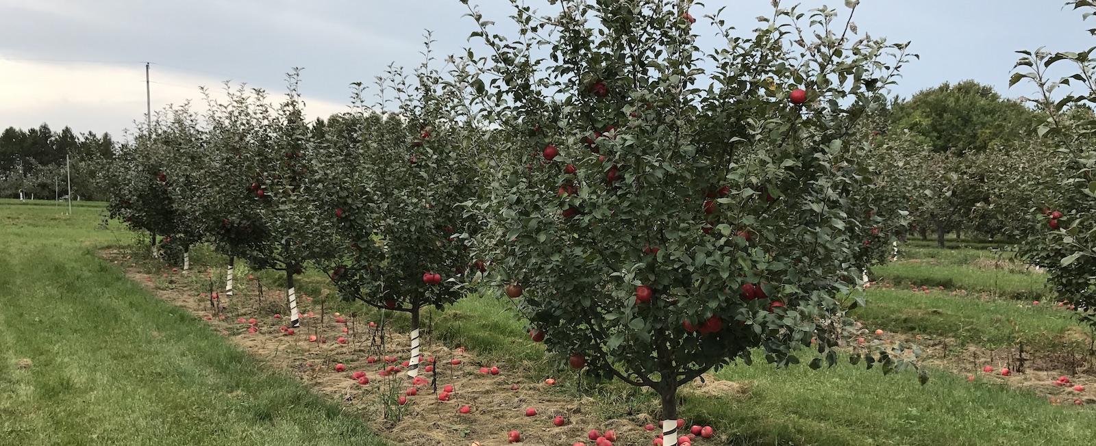 Row of apple trees with fruit