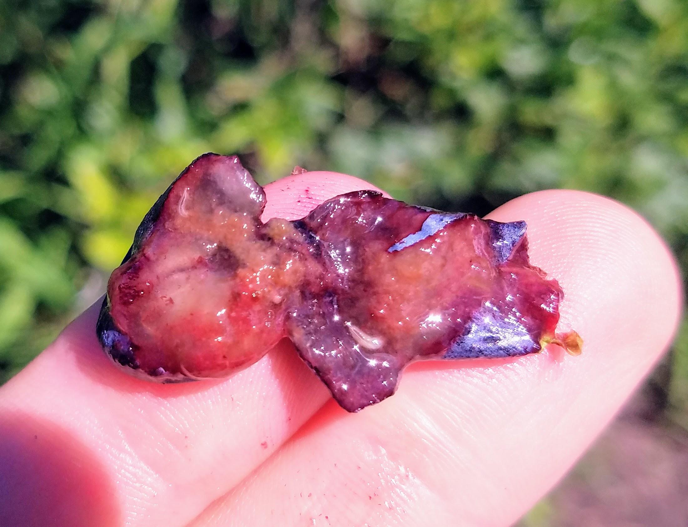 SWD larvae inside blueberry fruit