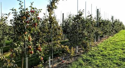 Image of a row of apple trees in a U of M rootstock research planting. 