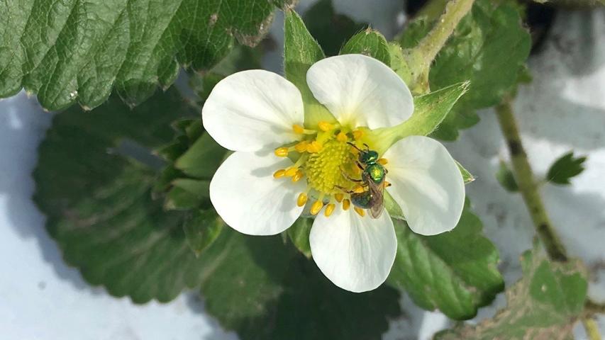 Green sweat bee on strawberry flower