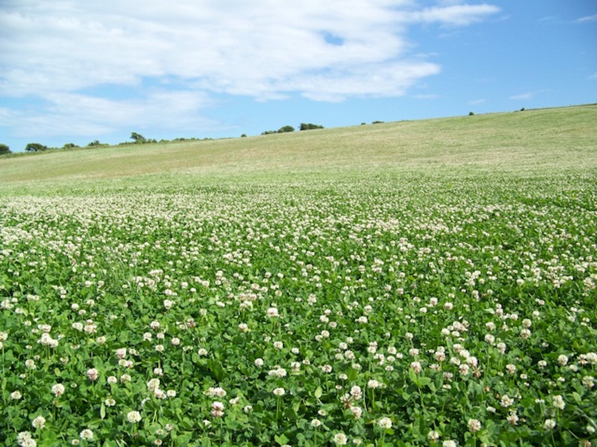 Large field of clover in bloom