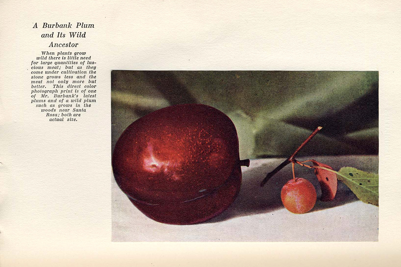 burbank plum shown next to a much smaller wild plum