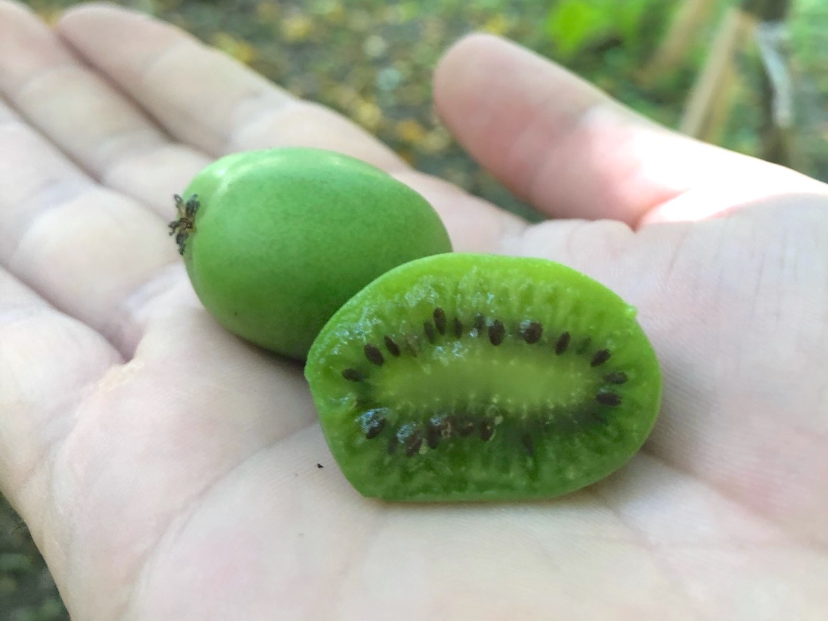 Kiwiberry fruit cut in half