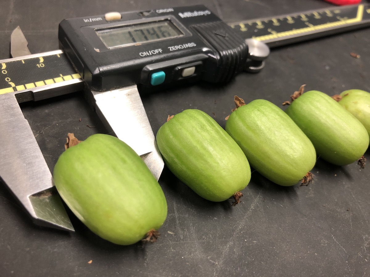 measuring kiwiberry with calipers