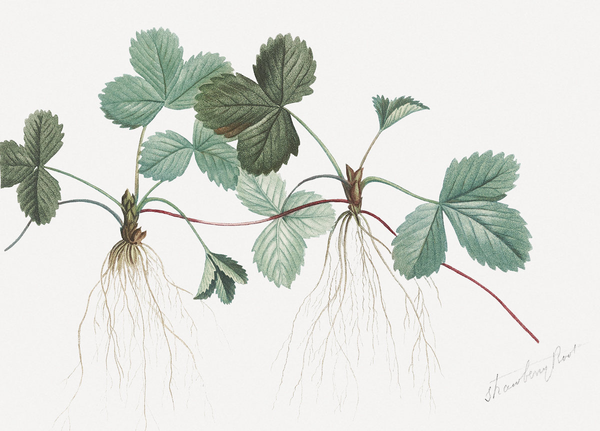 Strawberry plant, roots, and spreading stolons