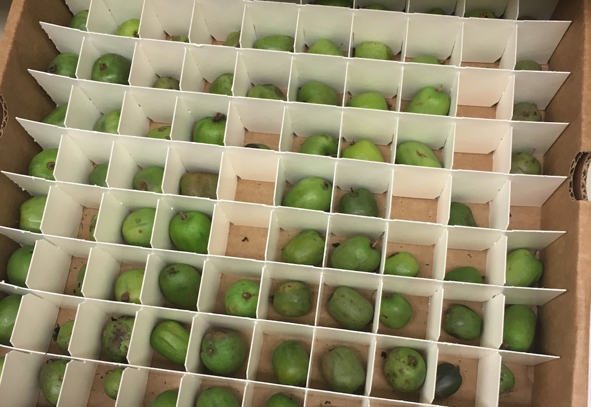 image of kiwiberries in a crate