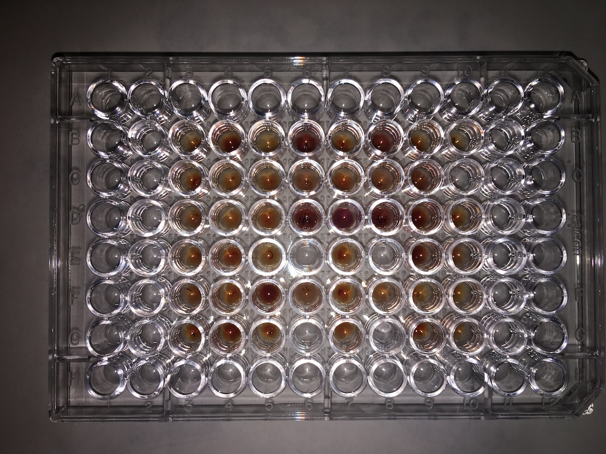 kiwiberry juice in vials prepared for testing