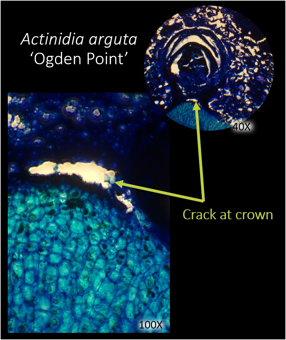 light microscope image of actinidia arguta bud showing cracking at the crown