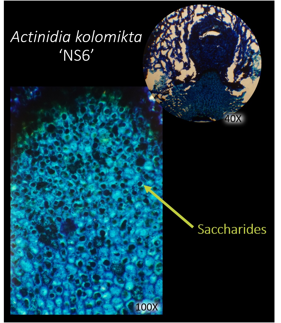 light microscope image of actinidia kolomikta bud showing accumulation of saccharides