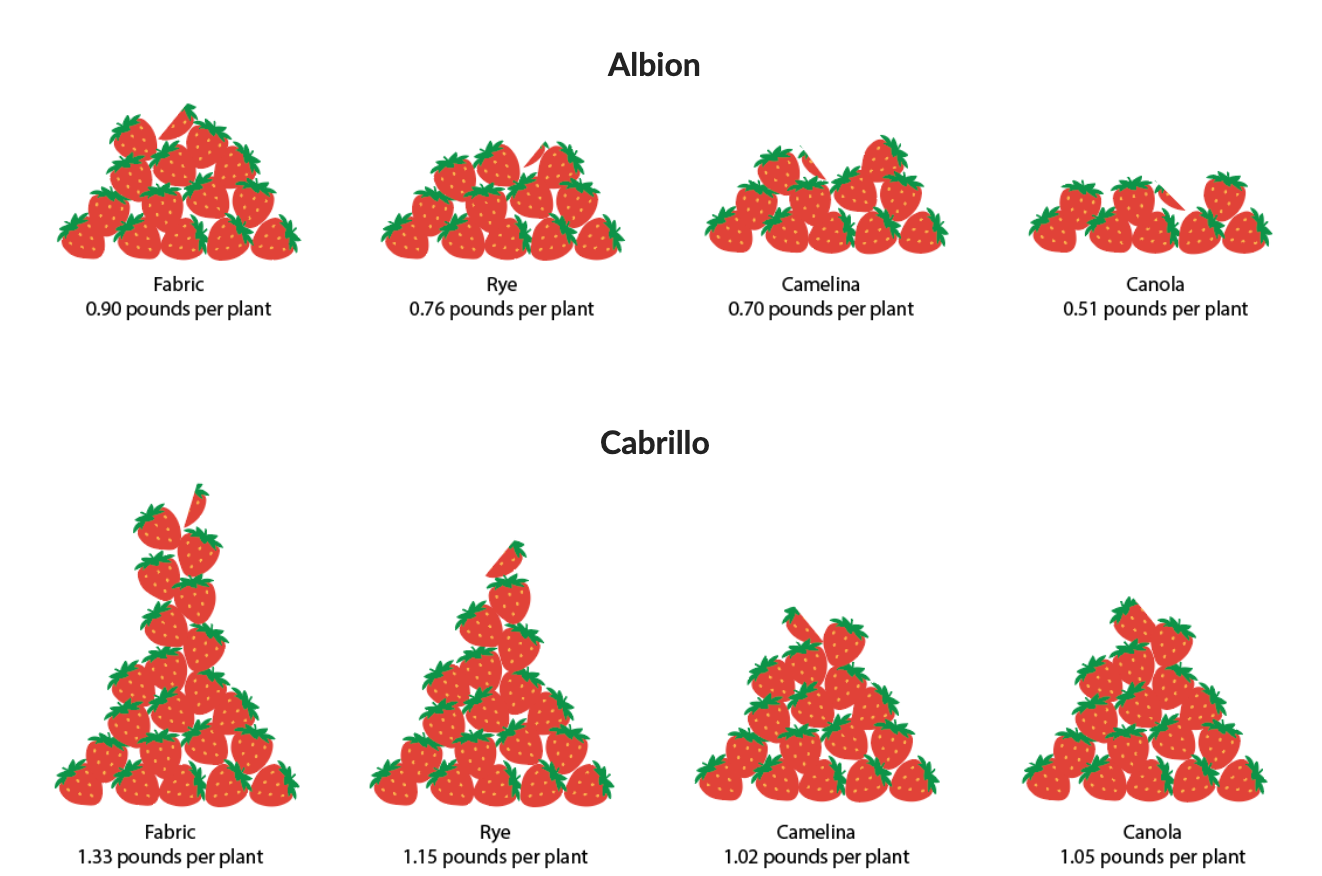 chart showing yields of Albion and Cabrillo varieties