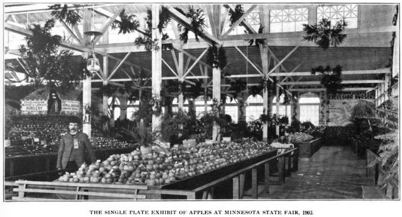display of apples at the 1903 state fair