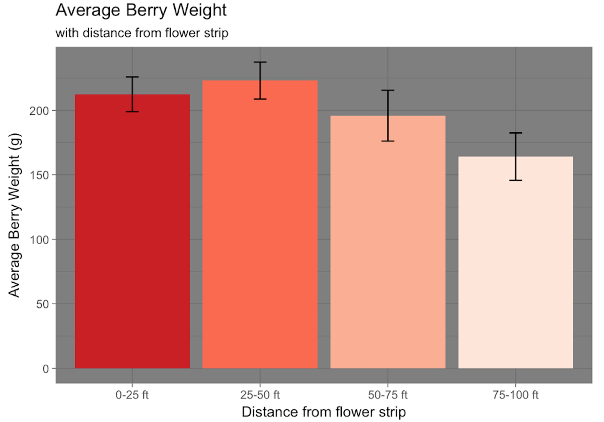 Graph showing average berry weight is highest on plants within 50 feet of borage plants.