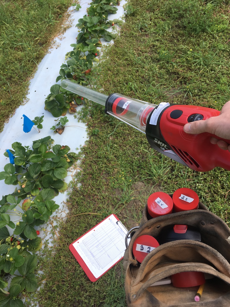 Insect vacuum being used to collect pollinating insects in strawberry plot.