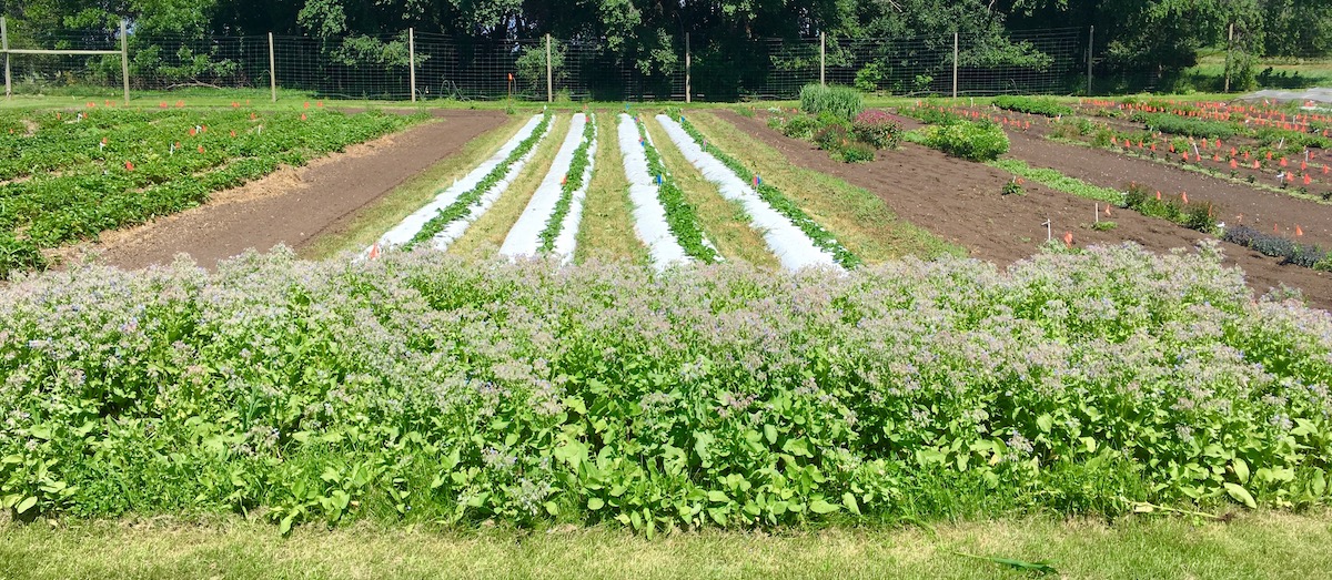 Rows of strawberry plants with a planting of borage at one end.