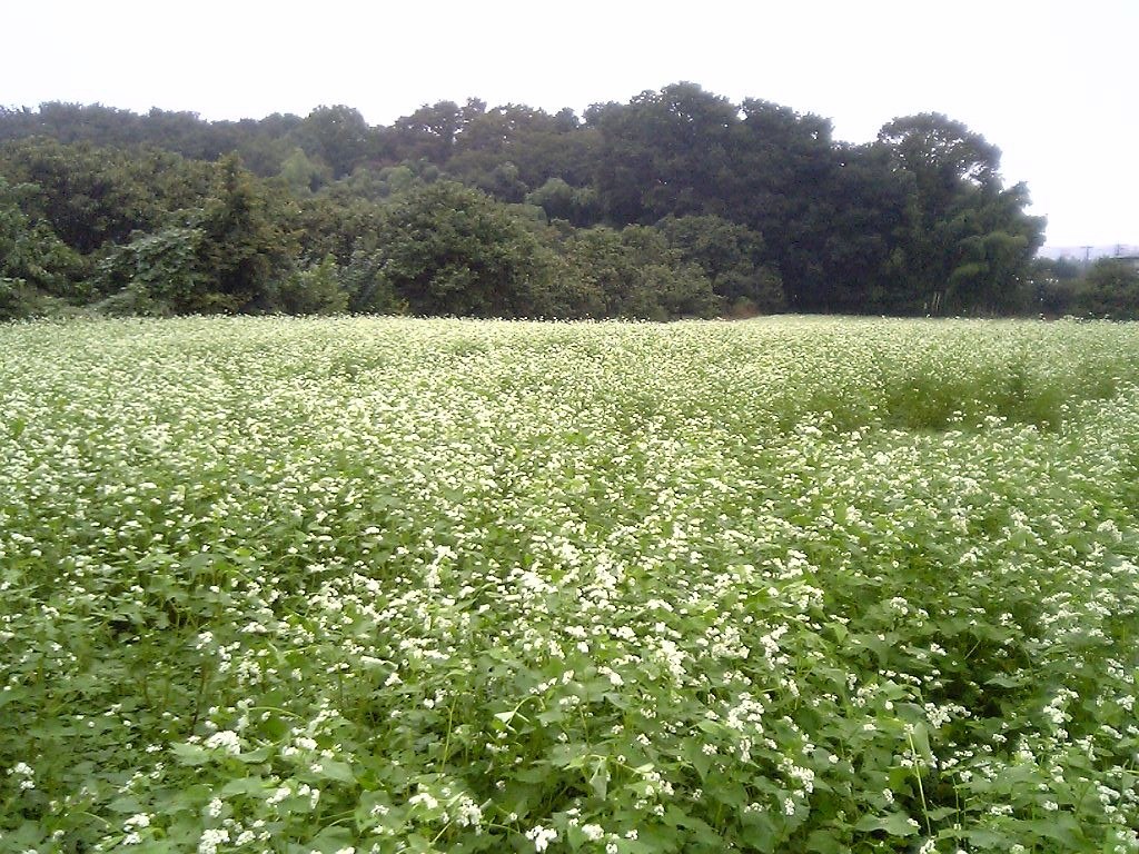 Large field of a buckwheat cover crop
