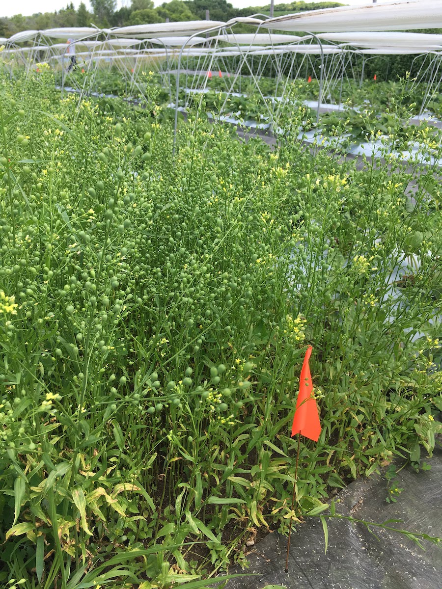 camelina growing tall and going to seed between strawberry rows