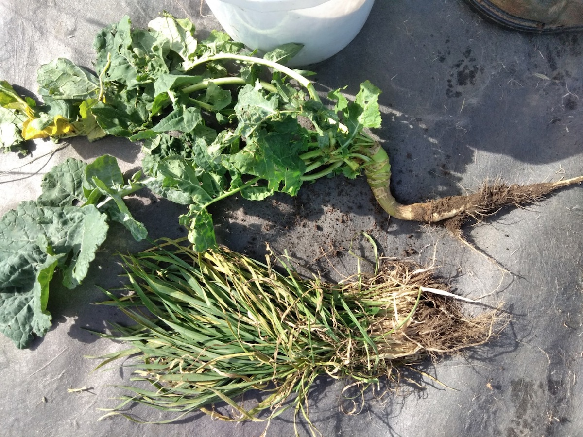canola and rye plants uprooted 
