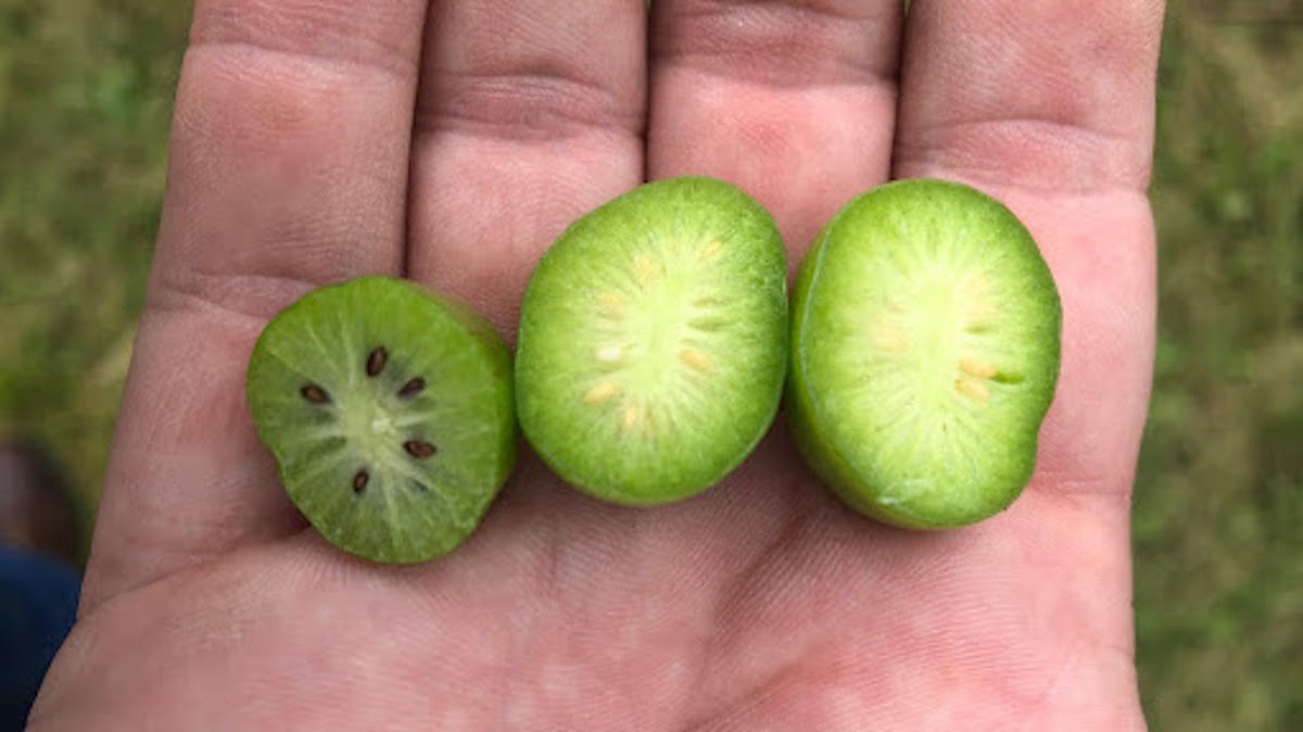 3 kiwiberry halves showing unripe white seeds and ripe black seeds