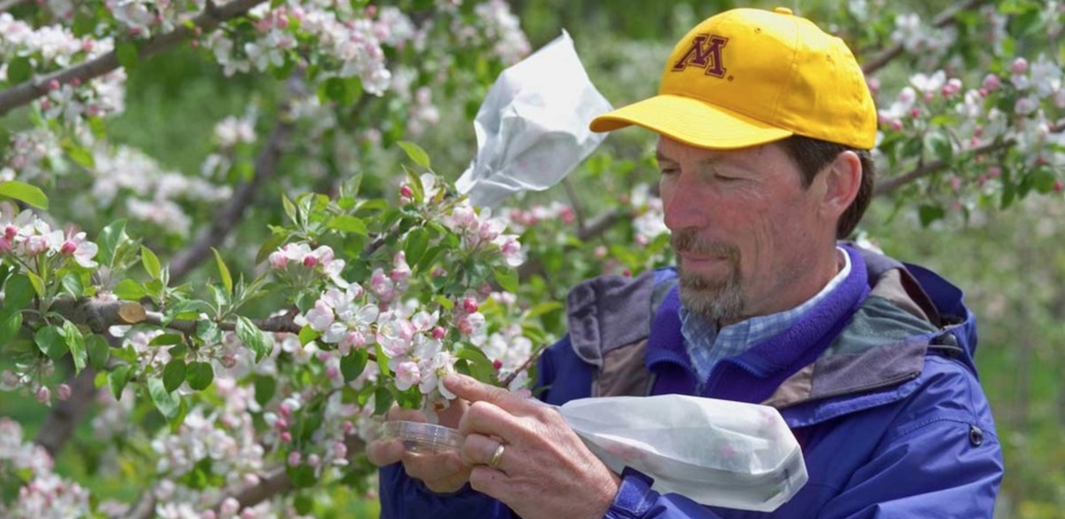 University of Minnesota apple breeder hand-pollinating apple flowers.