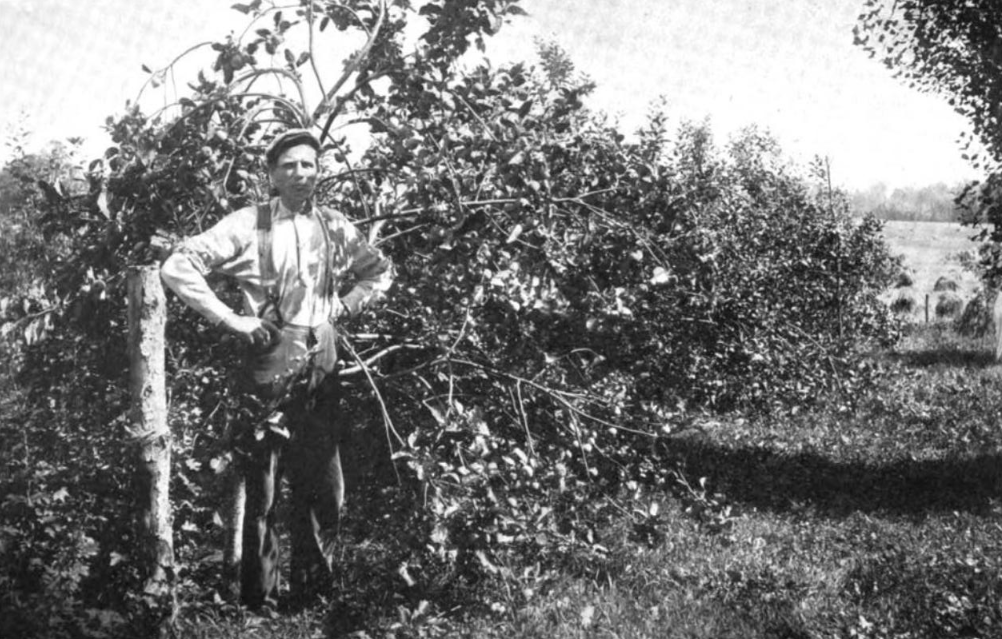 Grower standing in front of Duchess apple tree in 1910.