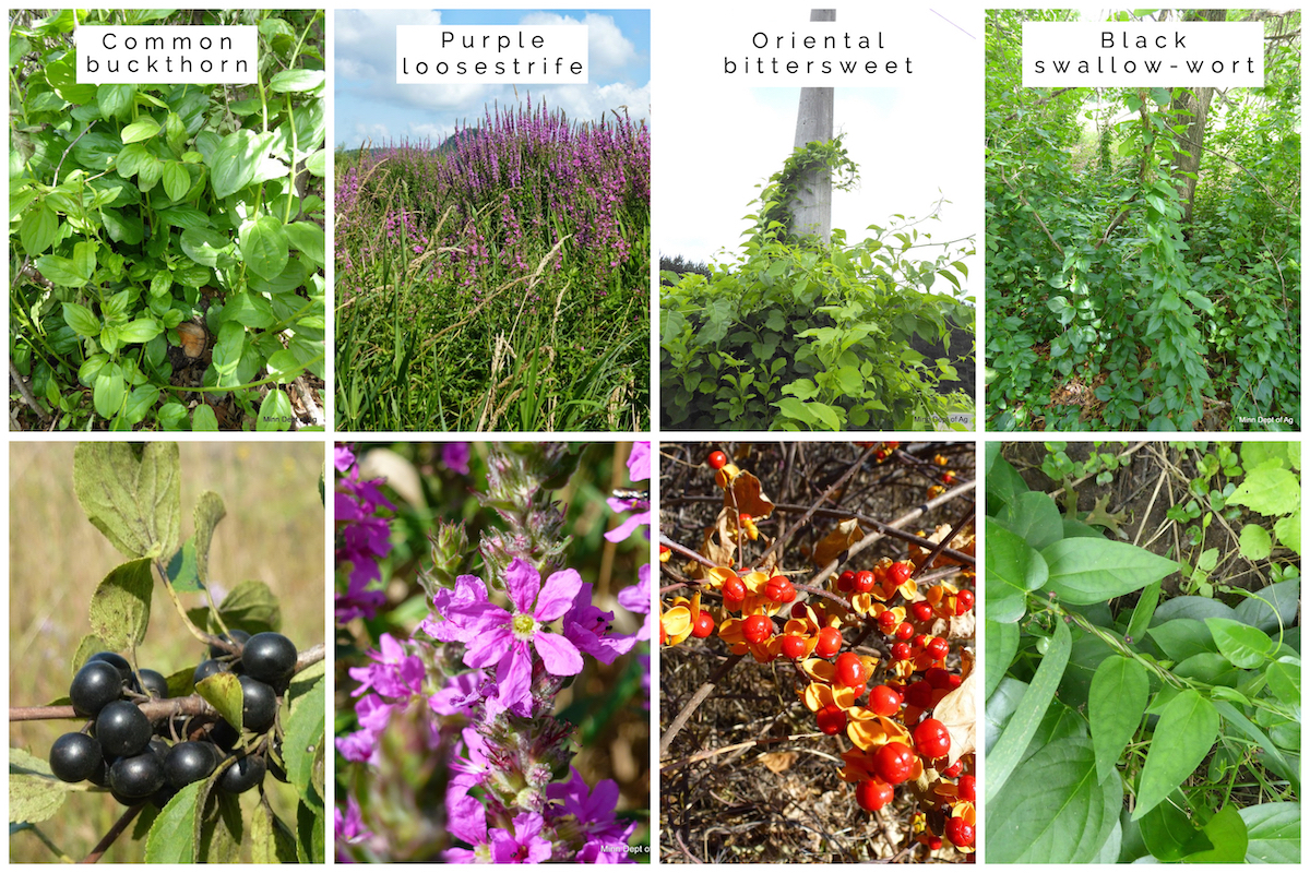 collage of various invasive plant species that are present in Minnesota
