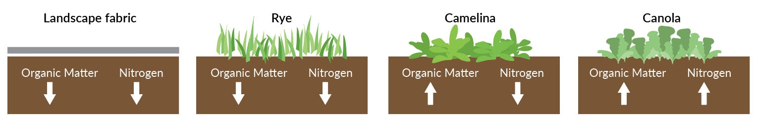 graphic illustrating change in soil organic matter and nitrogen based on living mulch species