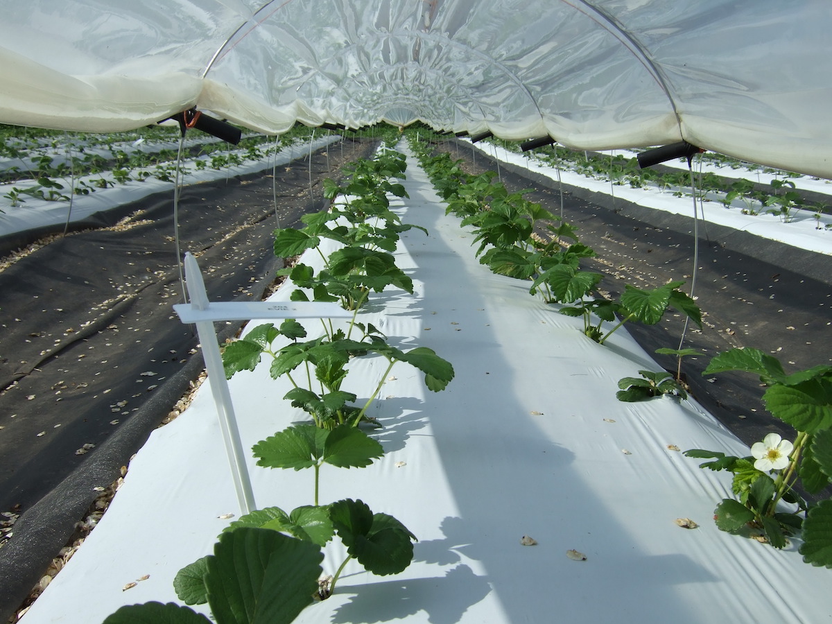strawberry plants growing through plastic mulch under low tunnels