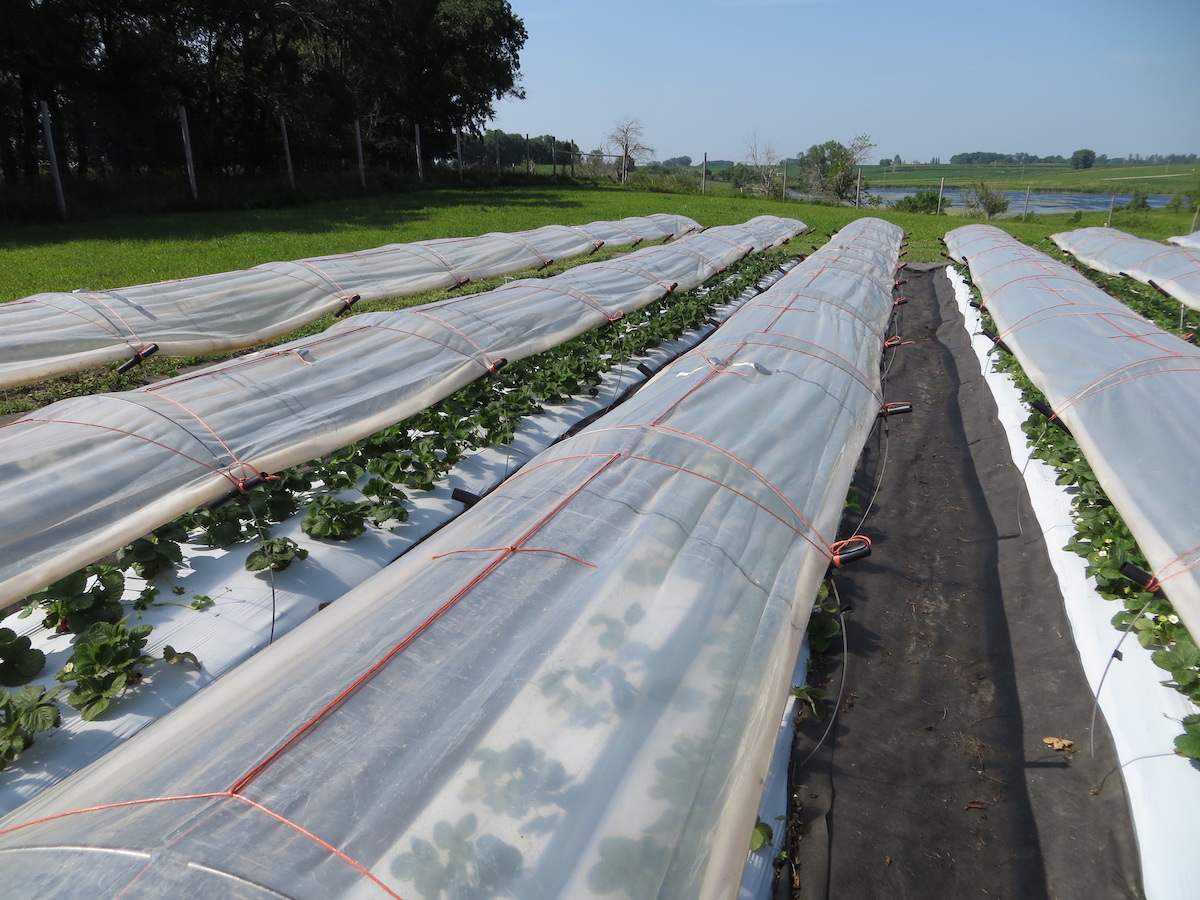 landscape fabric between strawberry rows with low tunnels over strawberries
