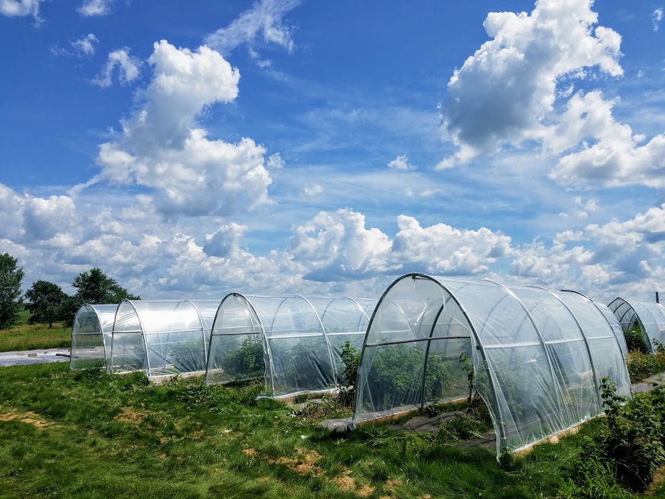 plastic tunnels over raspberry plants to exclude swd