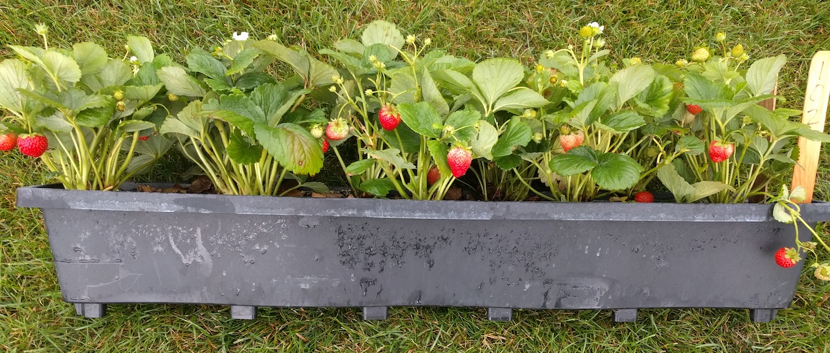 strawberry plants growing in a plastic trough
