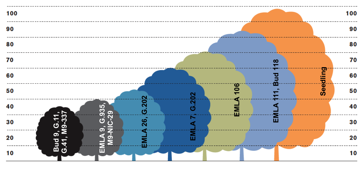illustrated graph of the relative size of some common apple rootstocks