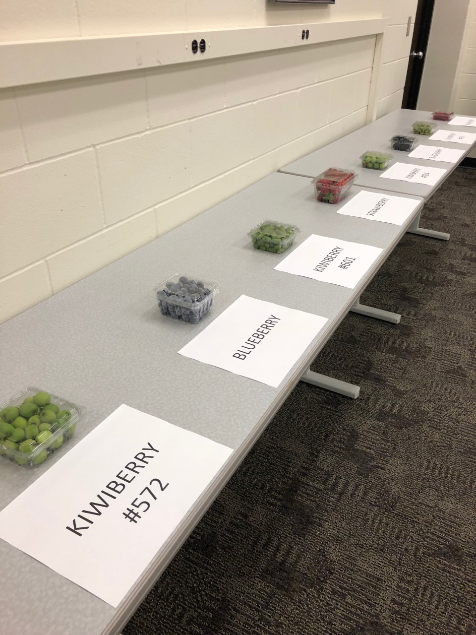 containers of fruit displayed at an experimental auction to determine market potential