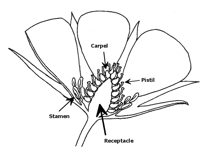 diagram of a strawberry flower