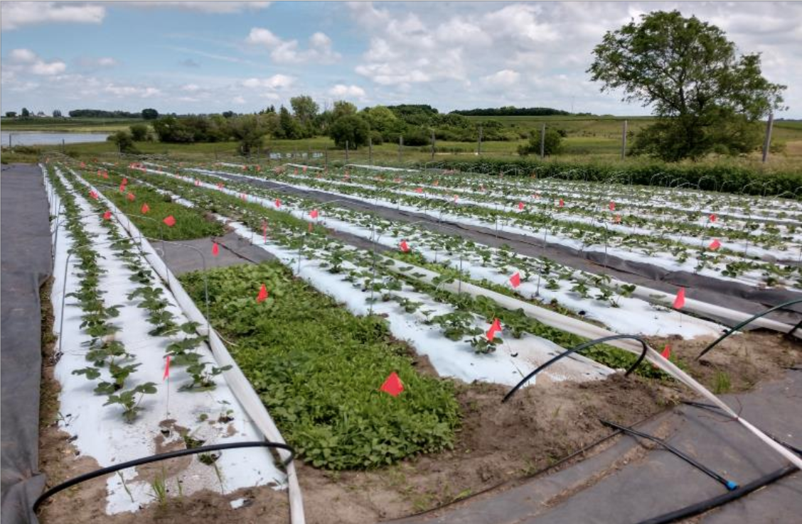 strawberry field with living mulch research plots planted between the rows