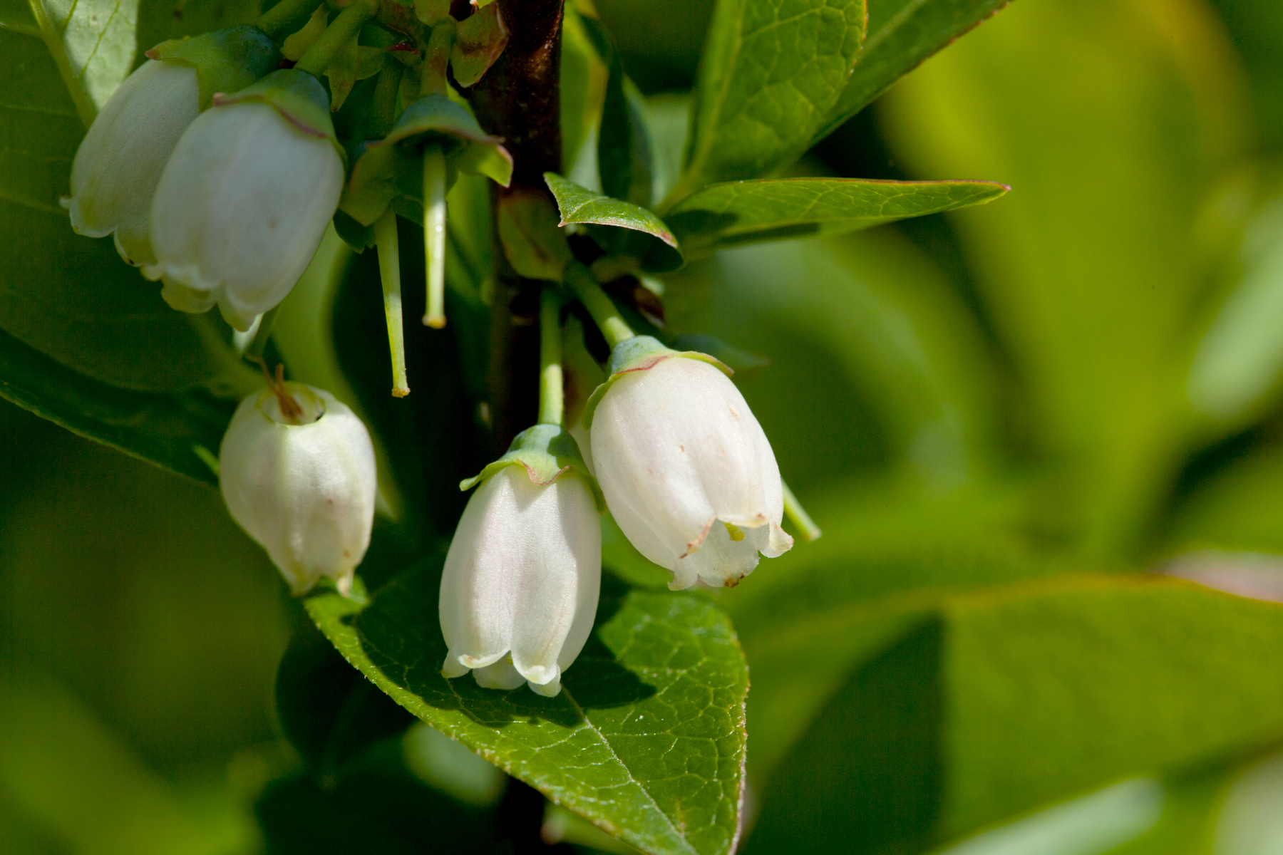 image of blueberry flowers