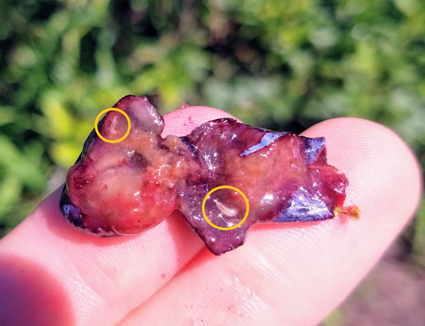 swd larvae in blueberry fruit