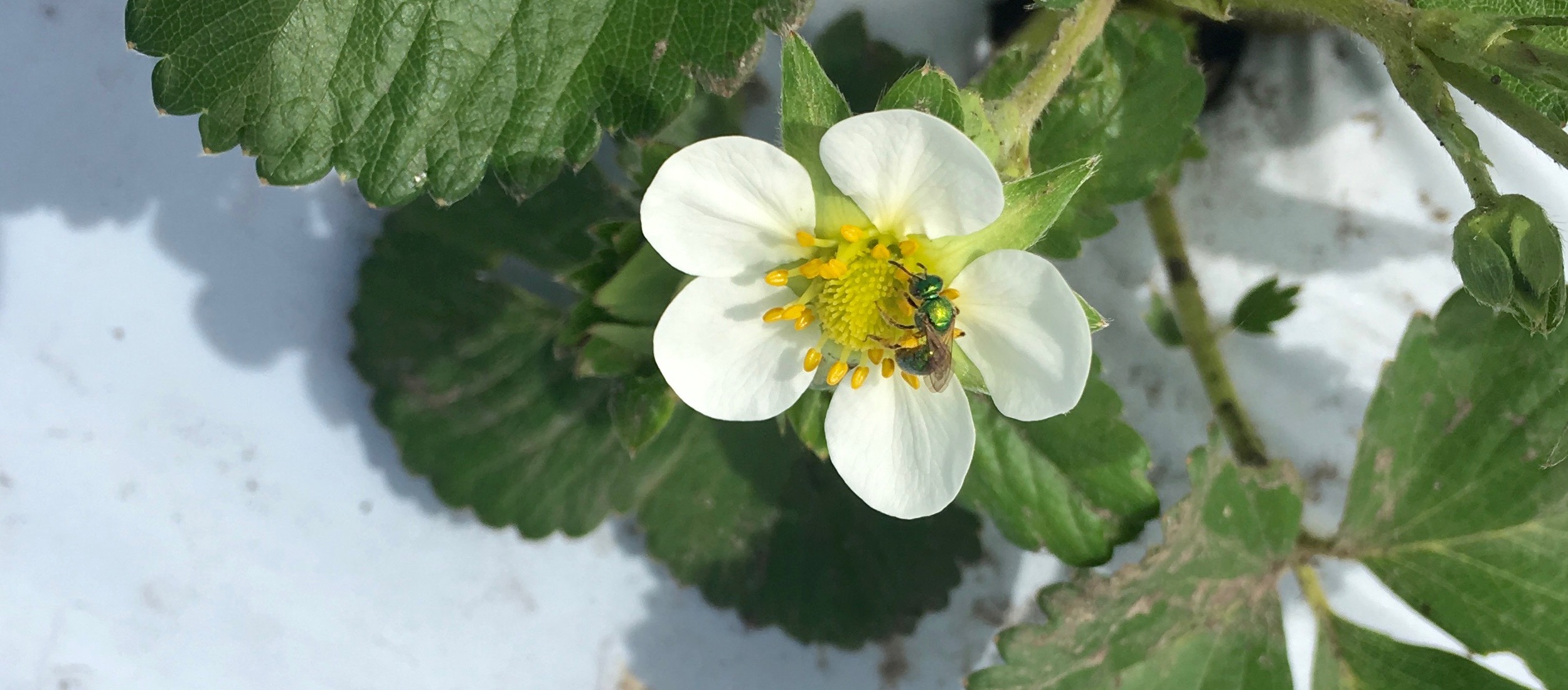 image of syrphid fly on a strawberry flower