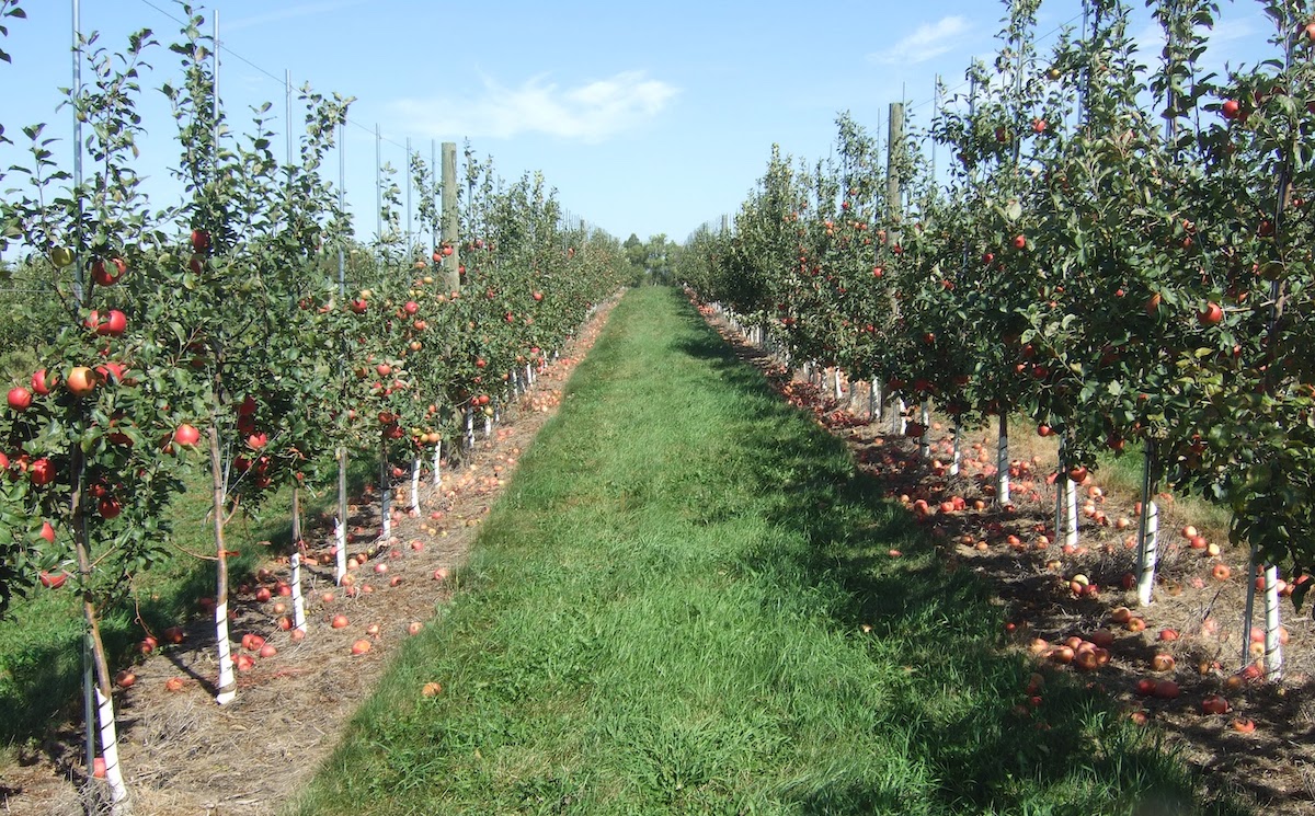 Research orchard at the University of Minnesota