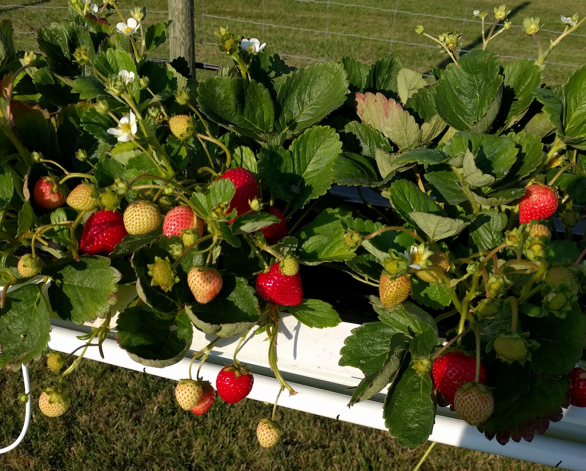 strawberries growing in troughs on a raised gutter system