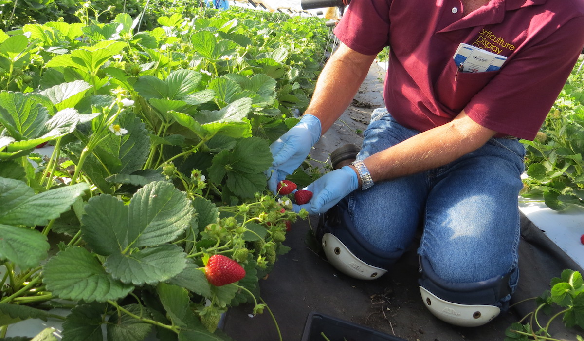picking strawberries from a day neutral research plot