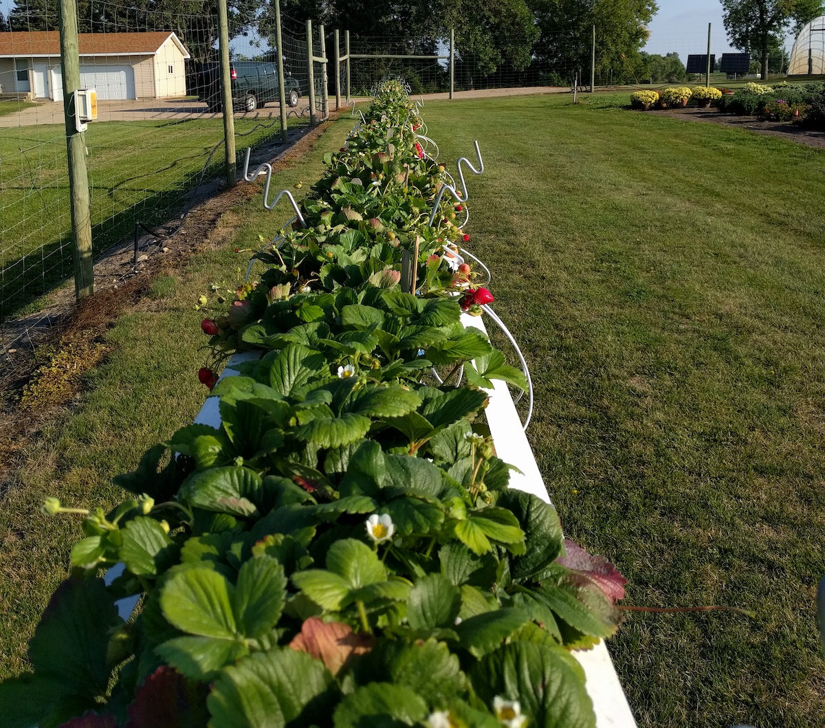 row of tabletop strawberries