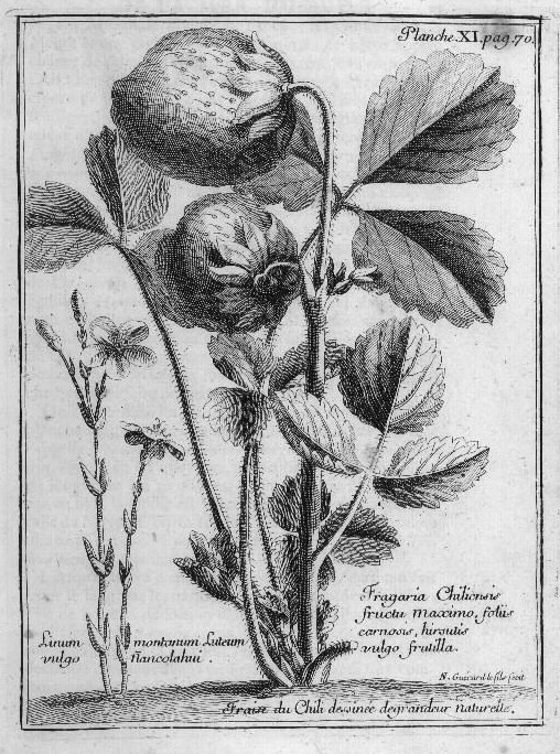 Botanical illustration of Fragaria chilonesis strawberry.