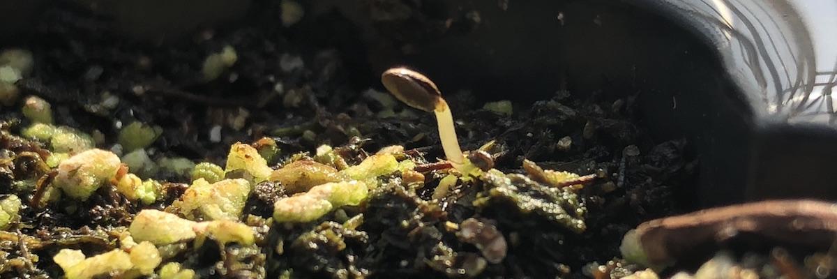 germinated kiwiberry plant just emerging from soil in a greenhouse tray