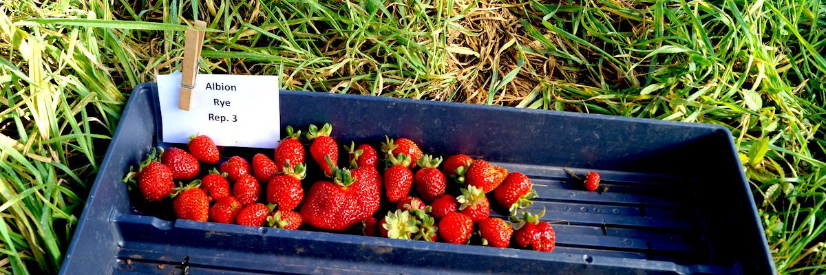 strawberries harvested from research plots