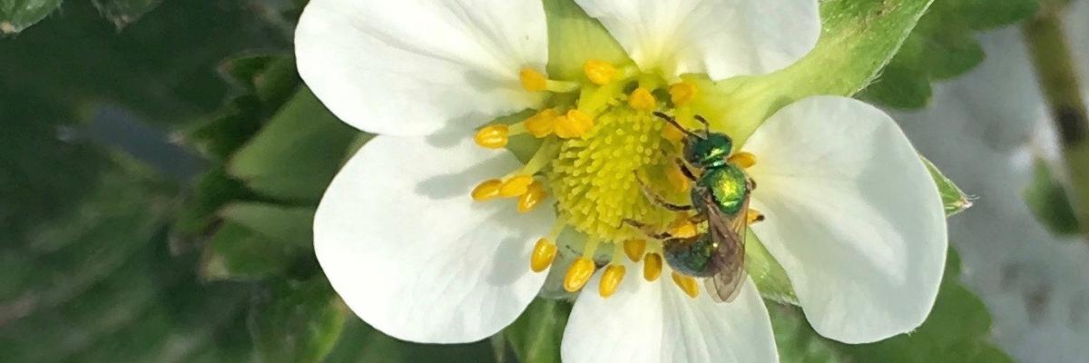 Green sweat bee on strawberry flower