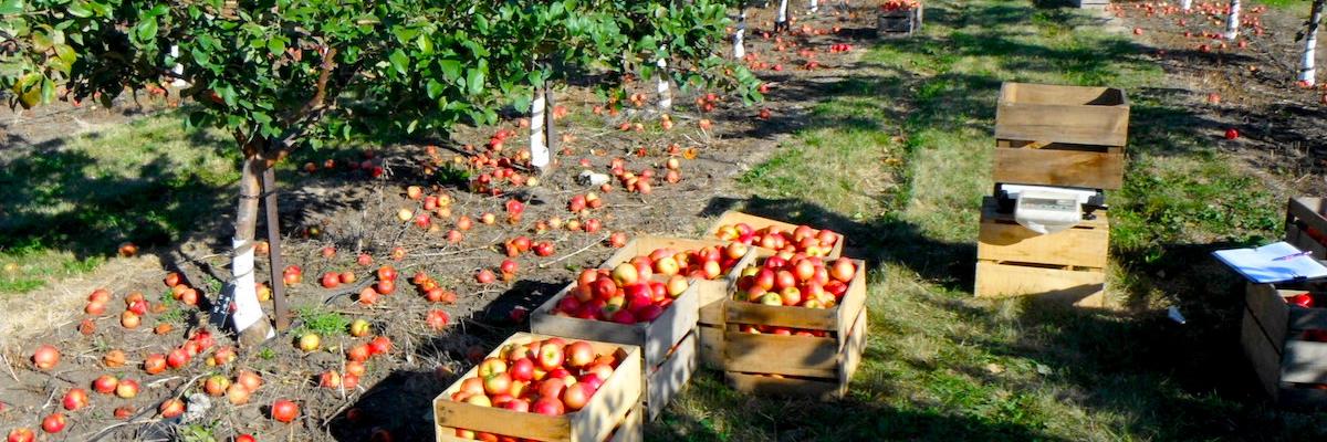 apple crates in orchard