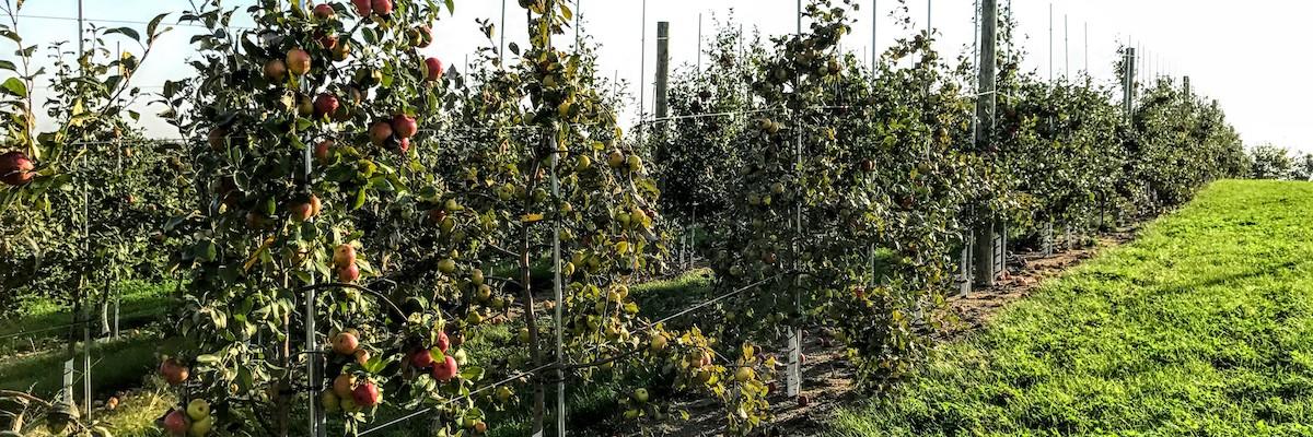Image of a row of apple trees in a U of M rootstock research planting. 